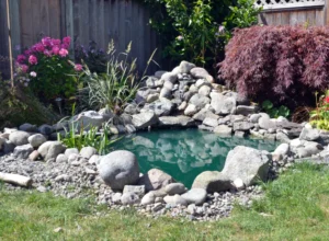 new backyard pond
